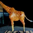   Autor: Materiały wrocławskiego zoo