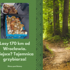 zdjęcie nr 10