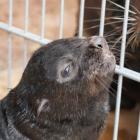 Zoo Wrocław: Słodki maluch coraz częściej pokazuje się publiczności  Autor: Zoo Wrocław