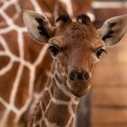 Mała żyrafa urodziła się we wrocławskim zoo  Autor: ZOO Wrocław