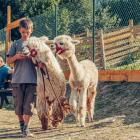 Agroturystyka Alpaka Konradów Mini Zoo, Konradów 12 Lądek Zdrój
 
Od kwietnia do...