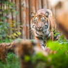   Autor: ZOO Wrocław