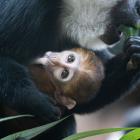   Autor: Materiały prasowe/wrocławskie zoo