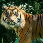   Autor: ZOO Wrocław