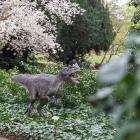   Autor: Alina Metelytsia/Ogród botaniczny UWr