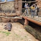 Ale drożyzna! Byliśmy we wrocławskim zoo  Autor: k
