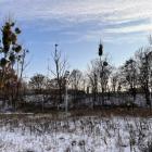 Wycinka drzew przy Karkonoskiej. Przejazd i przejście zamknięte  Autor: Jakub Jurek