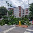 Wrocław: Drzewo runęło na ulicę. Urzędnicy się kłócą, kto jest odpowiedzialny  Autor:...