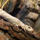   Autor: Materiały prasowe/wrocławskie zoo