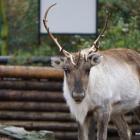   Autor: ZOO Wrocław