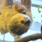   Autor: Zoo Wrocław