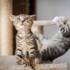 Sówka i Puchacz 
 
Mają około 12 tygodni, są zaszczepieni i odrobaczeni. Będą gotowi...