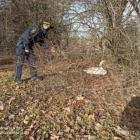 Łabędziem z torowiska zajęła się straż miejska  Autor: Straż Miejska Wrocławia