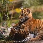  mat. ZOO Wrocław 

 Na świąteczne zwiedzanie zaprasza też wrocławiskie ZOO. 24 grudnia...