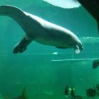   Autor: ZOO Wrocław