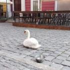   Autor: Straż Miejska Wrocławia