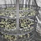 Marihuana w lesie pod Wrocławiem. Plantator udawał grzybiarza  Autor: Policja Dolnośląska