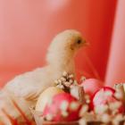 Życzenia wielkanocne - najładniejsze życzenia na święta  Autor: Pexels