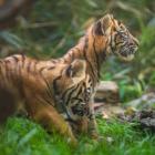   Autor: ZOO Wrocław