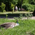 Zoo w Parku Wrocławskim w Lubinie, ul. I. Paderewskiego 99 
 
Zoo otwarte jest przez...