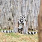 fot. Zoo Łączna