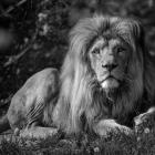   Autor: Materiały prasowe/wrocławskie zoo
