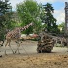 Ale drożyzna! Byliśmy we wrocławskim zoo  Autor: k