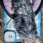 Pies uratowany ze śmietnika  Autor: Dolnośląska Straż dla Zwierząt
