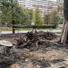 Wrocław na kolanach do deweloperów - radni krytykują ratusz po rzezi drzew  Autor:...