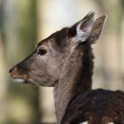 Zakrwawiona sarna biegała po Wrocławiu  Autor: Pexels.com