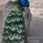   Autor: ZOO Wrocław