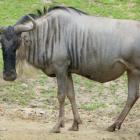 Gnu białobrode  Autor: ZOO Wrocław