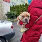 Ekostraż ratuje skrajnie wyniszczoną suczkę  Autor: Ekostraż