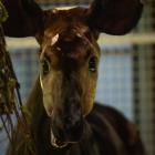 Okapi  Autor: ZOO Wrocław