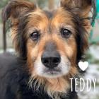 TEDDY to 13-letni, łagodny senior. Miły i spokojny, przyjazny również do innych psów....