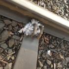Nastoletni sadyści uwięzili gołębia na torach tramwajowych.  Autor: Ekostraż