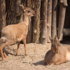Dik dik (Louis (młody) i Norman)  Autor: mat. ZOO Wrocław