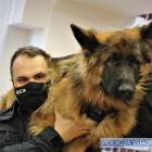Policjanci przeszli szkolenie z udzielania pierwszej pomocy psom  Autor: KMP we Wrocławiu