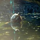   Autor: ZOO Wrocław