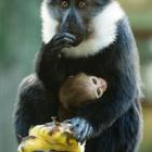   Autor: Materiały prasowe/wrocławskie zoo