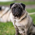 Mops żyje przeciętnie 7 lat i 8 miesięcy  
 Zobacz następne rasy na kolejnych...