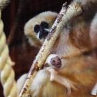   Autor: mat. prasowe Zoo Wrocław