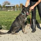 Kira - to ok. 7-letnia suczka, bardzo miła i kontaktowa. Żyje w zgodzie z innymi psami,...