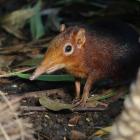   Autor: Materiały prasowe wrocławskiego zoo
