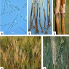 Fusarium culmorum  Autor: Barbara Scherm, Virgilio Balmas, Francesca Spanu, Giovanna...
