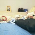  Fot. FB Hotel dla Zwierząt Lilalu 

  Hotel Lilalu  

 Domowy hotel dla zwierząt na...