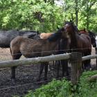 Teren, na którym obecnie znajduje się stadnina koni Belfegor, fot. Kinga Mierzwiak