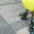   Autor: Greenpeace Polska