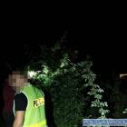 Wrocław: Diler wpadł na Wyszyńskiego. Marihuana rosła między malinami  Autor: Policja...