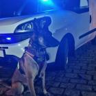 Leżącą w zaroślach kobietę wytropił pies. Minuty dzieliły od tragedii  Autor: Policja...
